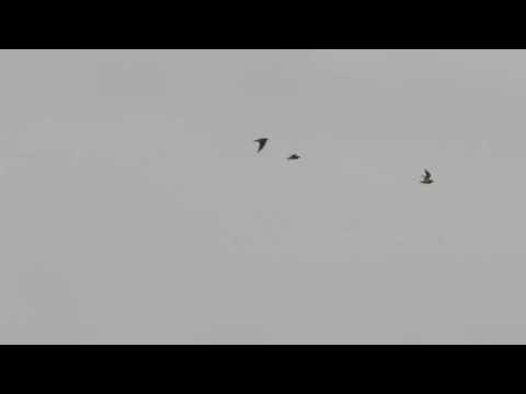 Aziatische goudplevier Doel