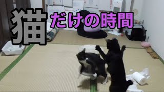 【癒し】ビビリの保護猫2匹に隠しカメラを設置してみた