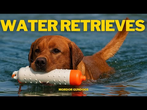 How To Train Your Dog To Retrieve From Water