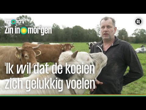 Bert saves discarded cows | Looking forward to tomorrow | KRO-NCRV
