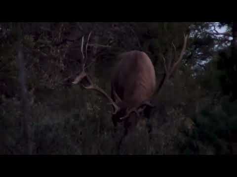 Gary Stanley 2024 AZ Elk Hunt