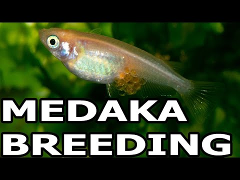HOW TO BREED MEDAKA RICE FISH