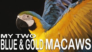 MY TWO BLUE & GOLD MACAWS (Meet Sammy and Maggie)
