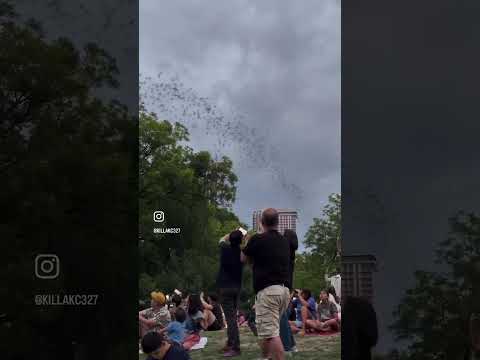 Bats and community magic just go together. Find out more at the Austin Witchfest this weekend!