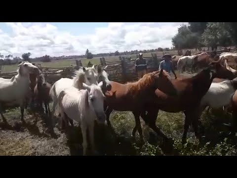 Estudantes participam de Dia de Campo em fazenda especializada em Cavalos em Campo Maior 16 07 2022