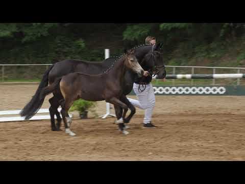 Auktionsfohlen Nr 23 HF v. Depeche Mode – FS Pour l´Amour