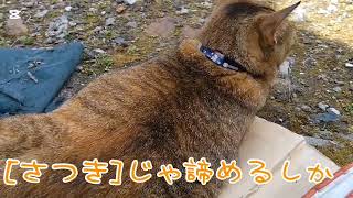 Download lagu [さつき]には荷が重いばいね🤭…☆3045 mp3