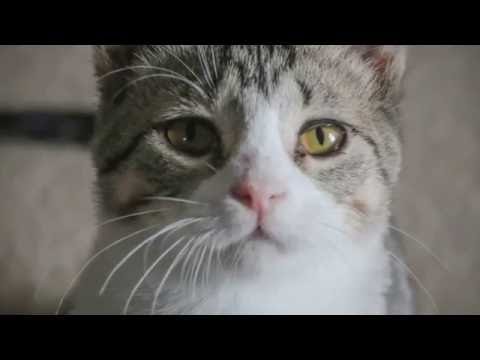 Foster Kitty Roslyn------- ADOPTED!!