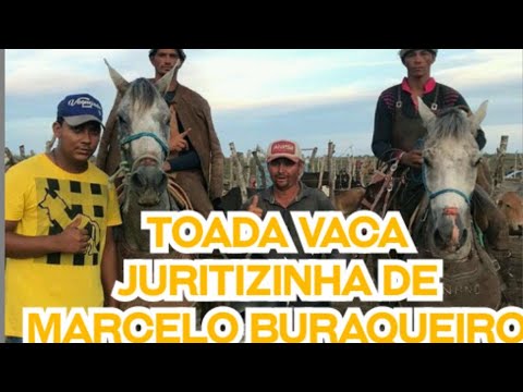 Toada vaca juritizinha canta por Alon zoa e ary