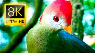 Most Beautiful Birds in 8K VIDEO 60FPS UHD – Colorful Wildlife & Nature Sounds for TV