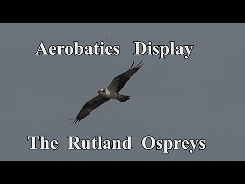 Osprey  Aerobatics  Display - 2022