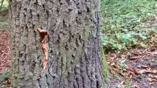 Nice To Be Dead - Iggy Langkous