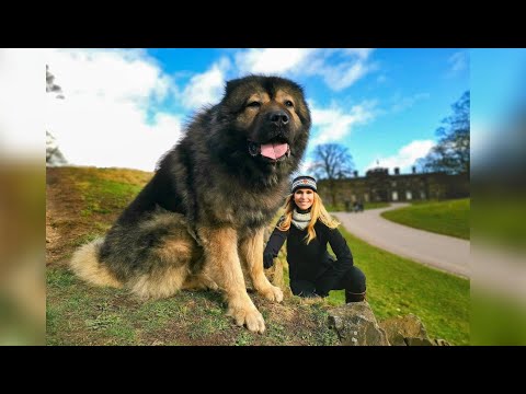 WOLF KILLER - THE LARGEST CAUCASIAN SHEPHERD OVCHARKA DOG IN THE UK