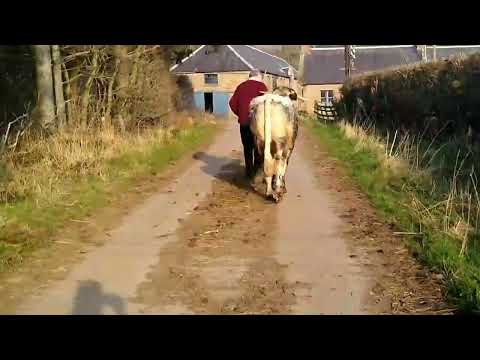 ONLINE LONGHORN SALE - Fishwick Ullswater Lass - Lot 117 video 2