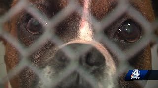 Greenville woman dies after ‘brutal attack’ by her dogs, deputies say