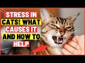 DISCOVER THE SECRETS TO HELP YOUR CAT!