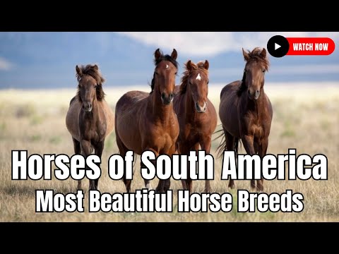 , title : 'Horses of South America - Most Beautiful Horse Breeds In South America'