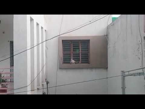 Cute Cat 🐱 stunt | Animal | બિલાડી | बिल्ली