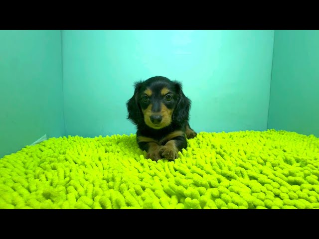(子犬) 犬種：ダックスフンド・ミニチュア・ロング 男の子 ブリーダー マロニエケンネル　MARRONNIER KENNEL k3674の画像