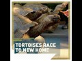 Tortoises Race To New Home Shorts