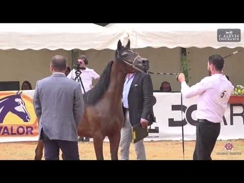 N 5 GHOUSSOUN BK   Lebanese Arabian Horse Championship 2023   Yearling Fillies Class 1