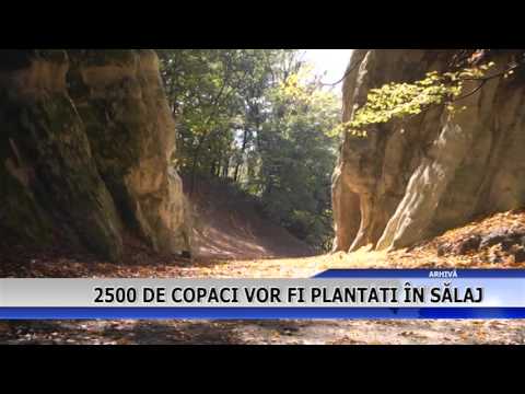 2500 DE COPACI VOR FI PLANTATI IN SALAJ