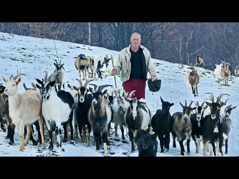 Nema ni brže ni slađe pare na svijetu od koza