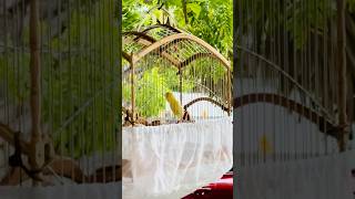 Download lagu Waterslager Canary | Champion Canary | Canary Singing #galerikenariindonesia #canarysinging #kenari mp3 Download lagu Waterslager Canary | Champion Canary | Canary Singing #galerikenariindonesia #canarysinging #kenari mp3