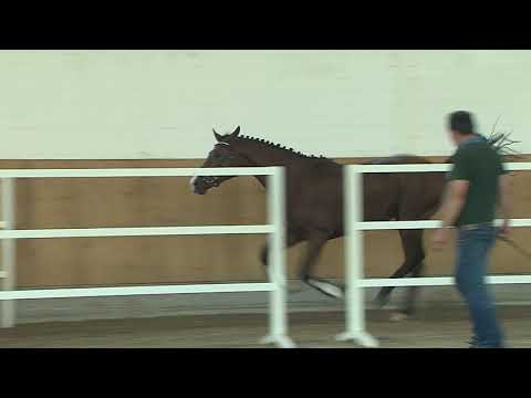 30. Mecklenburger Körtage 2020 - Kat.Nr. 51 Junghengst v. Cascadello I - Levisto