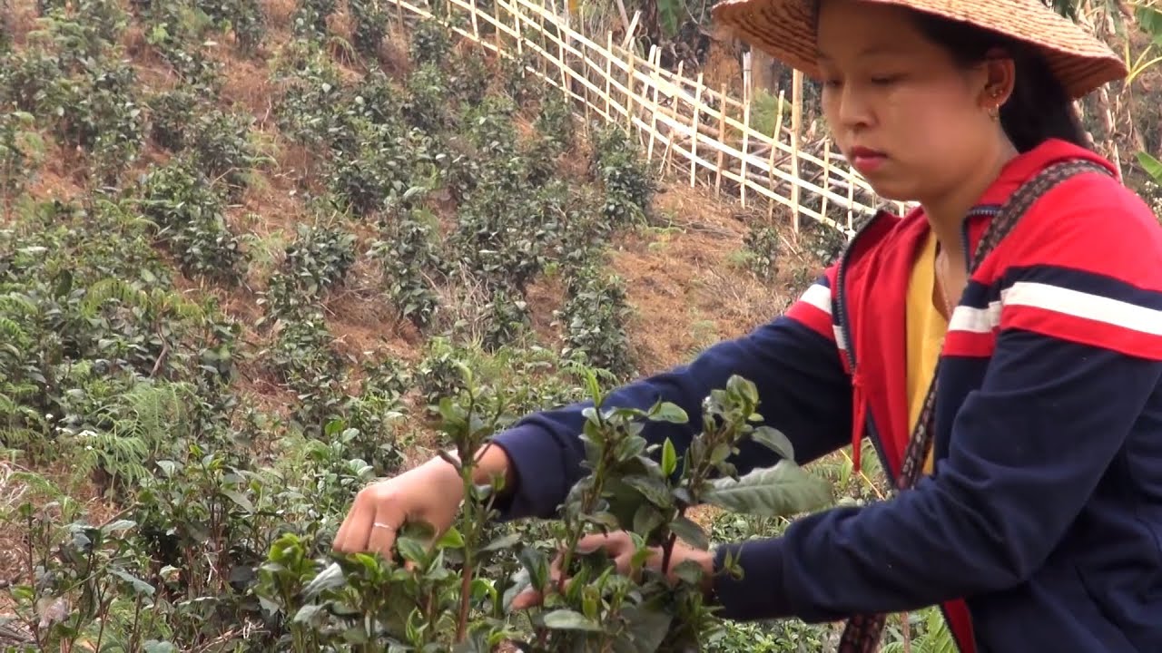 The price of tea: Cheap imports from China make it hard for Myanmar’s tea growers to make a profit