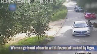 CCTV: Woman mauled to death by tiger after getting out of car in wildlife zoo