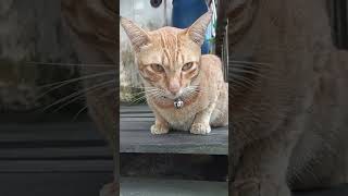 Download lagu Merengut #cat #oyen mp3