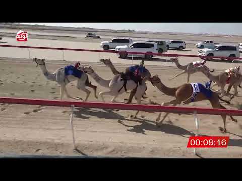 ش 1 (شواهين) لـ عيسى شلبود الخييلي 2:20 ، شارة الصندوق 2026/02/13 فطامين الوثبة