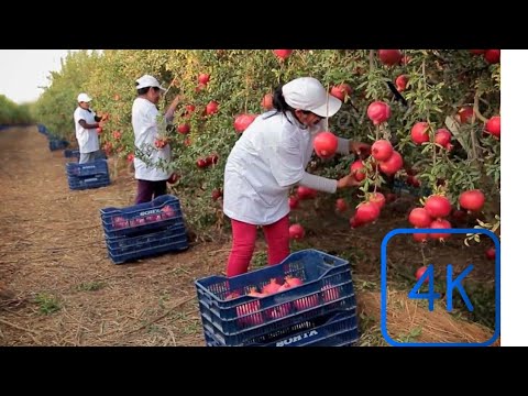Awesome Agriculture Technology: Pomegranate Cultivation  Modern Farming Technologies