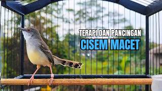 Download lagu suara burung CIBLEK GACOR NGEBREN Pancingan Ciblek Semi bahan jadikan ciblek kristal gacor Tarung mp3