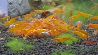 Neocaridina Davidi var. Orange