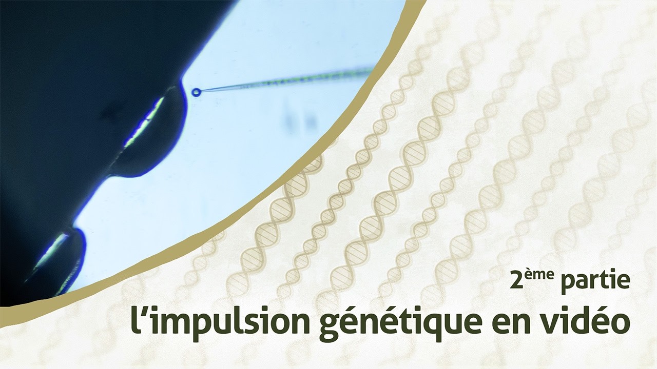 Comment créons-nous un moustique à impulsion génétique en laboratoire ?