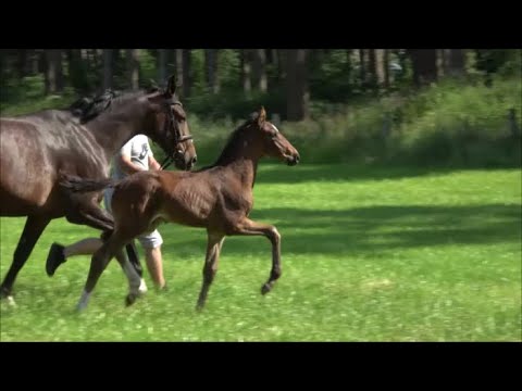 *2022 Hengst von So Perfect - San Amour