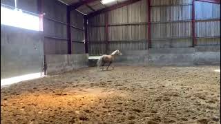 THE LONGHOUSE CHARMER