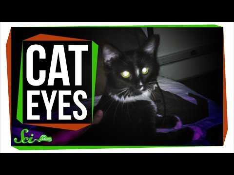 image-What are the advantages of glow in the dark cats?
