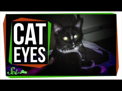 Why Do Cat Eyes Glow in the Dark?