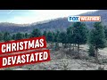North Carolina Christmas Tree Farm Suffers Damage From Helene