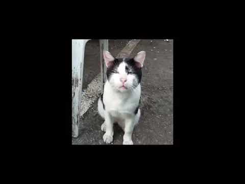 MELUAT - VIZZY FT AWISYBANI