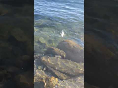 TRUCHA MARRON EN EMBALSE PIEDRA DEL AGUILA  26/04/26