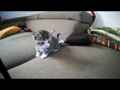 Katzen-Kino beim Wohnprojekt Unfug!