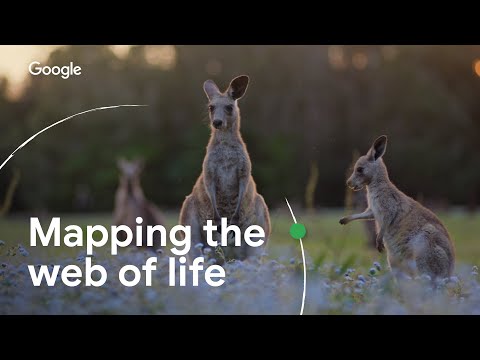 Mapping the Web of Life | Google’s AI for Biodiversity