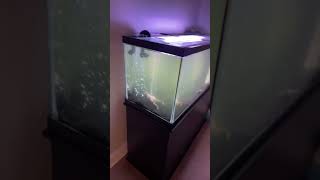 How do I fix this bacteria bloom?