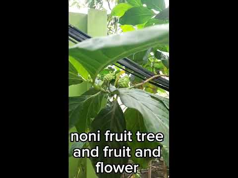 noni fruit medicin.  address :siddirgonj, naraongonj, sanarpar, mijmiji kandapara