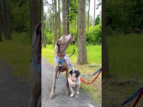 Sonu & Monu Rescue a Lost Dog in the Haunted Forest! 🐶🌳😂❤️