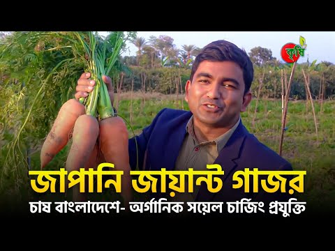জাপানি জায়ান্ট গাজর( Japanese Carrot) চাষ বাংলাদেশে- অর্গানিক সয়েল চার্জিং প্রযুক্তি